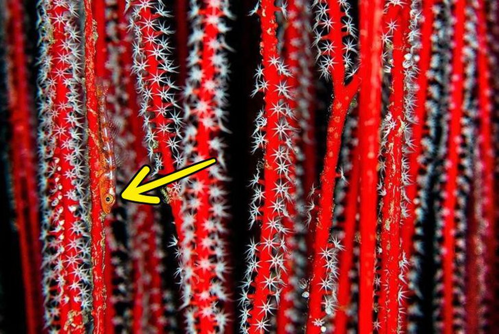 Thách thức 5 giây: Đố bạn tìm ra con rết trong bức ảnh những dây hoa đỏ - Ảnh 1.