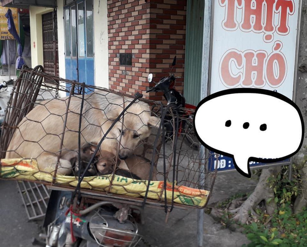 Hình ảnh khiến MXH Việt dậy sóng: Chó mẹ cho đàn con bú trước khi bị đưa vào lò mổ - Ảnh 1.