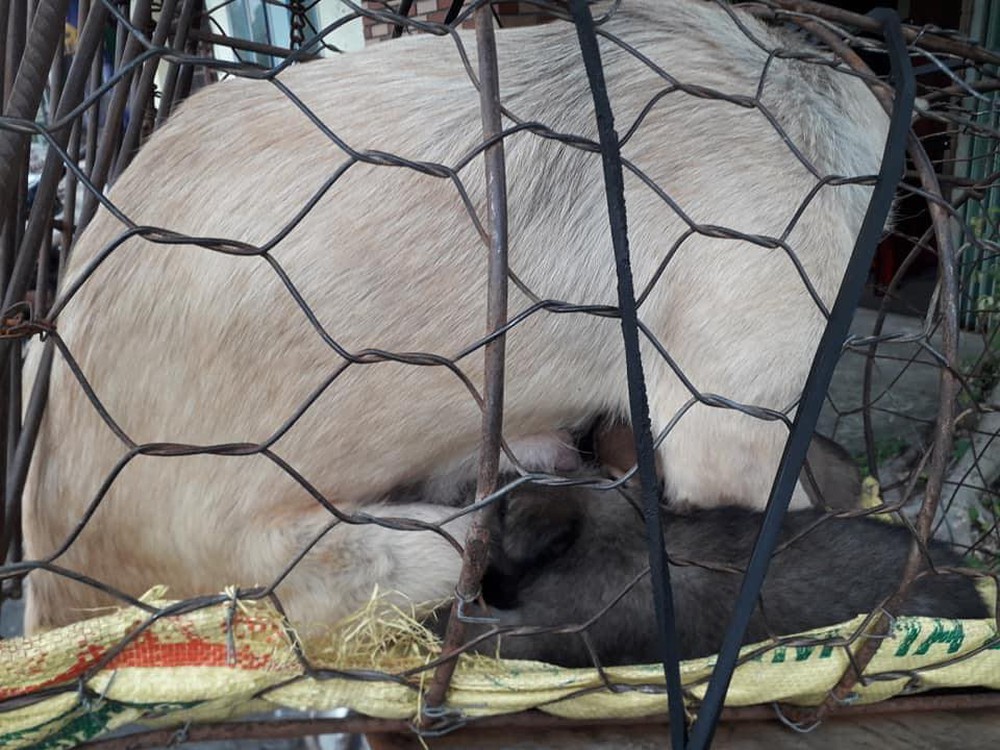 Hình ảnh khiến MXH Việt dậy sóng: Chó mẹ cho đàn con bú trước khi bị đưa vào lò mổ - Ảnh 2.