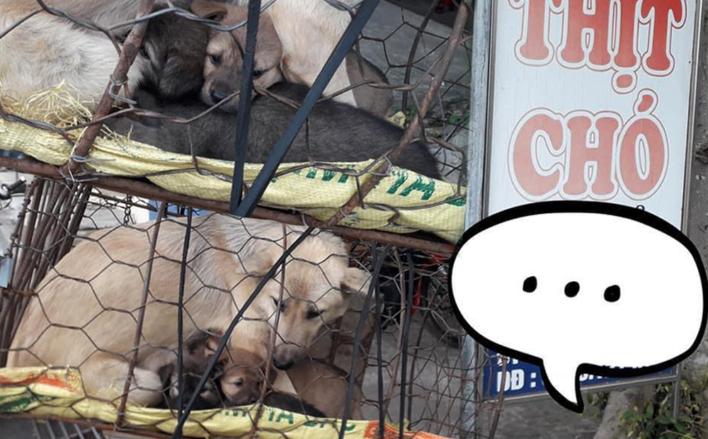 Hình ảnh khiến MXH Việt "dậy sóng": Chó mẹ cho đàn con bú trước khi bị đưa vào lò mổ