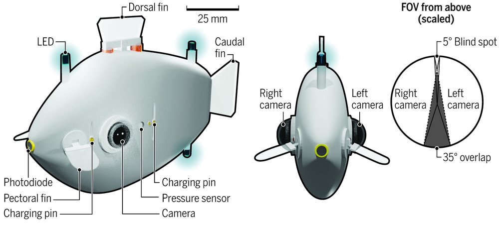 Cá robot - Phương tiện mới cho hoạt động cứu hộ trên biển - Ảnh 1.