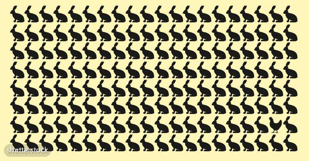 Thách thức thị giác 5 giây: Đố bạn tìm ra con gà đen trong đàn thỏ đen! - Ảnh 1.