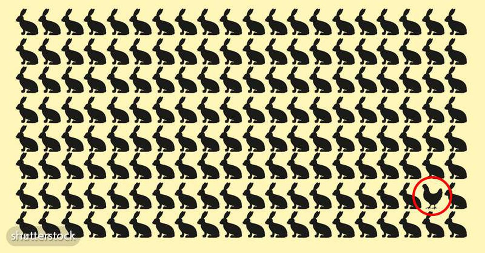 Thách thức thị giác 5 giây: Đố bạn tìm ra con gà đen trong đàn thỏ đen! - Ảnh 2.