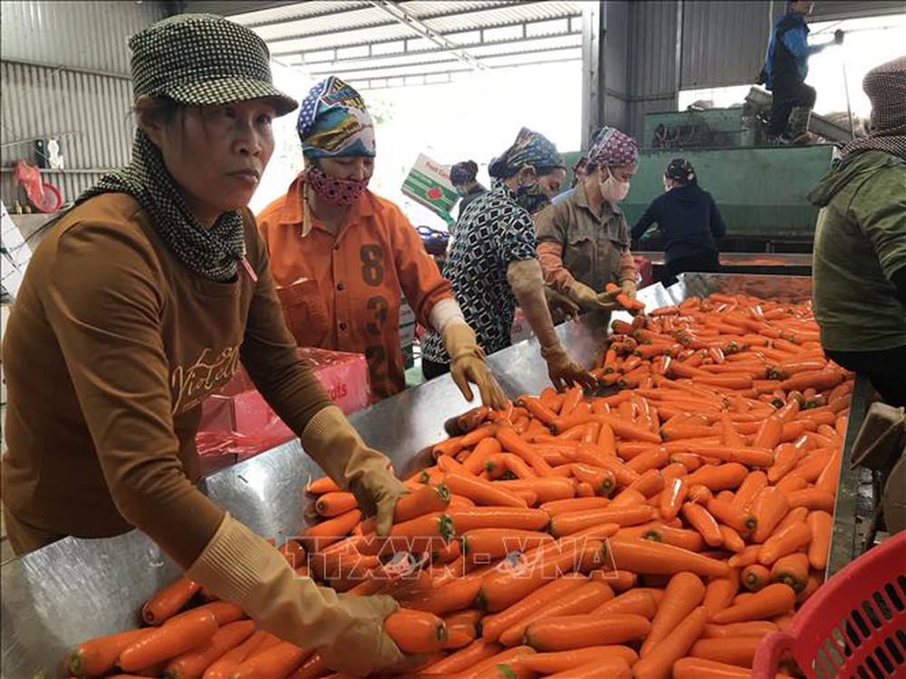 Bội thu tại vùng sản xuất chuyên canh cà rốt - Ảnh 2.