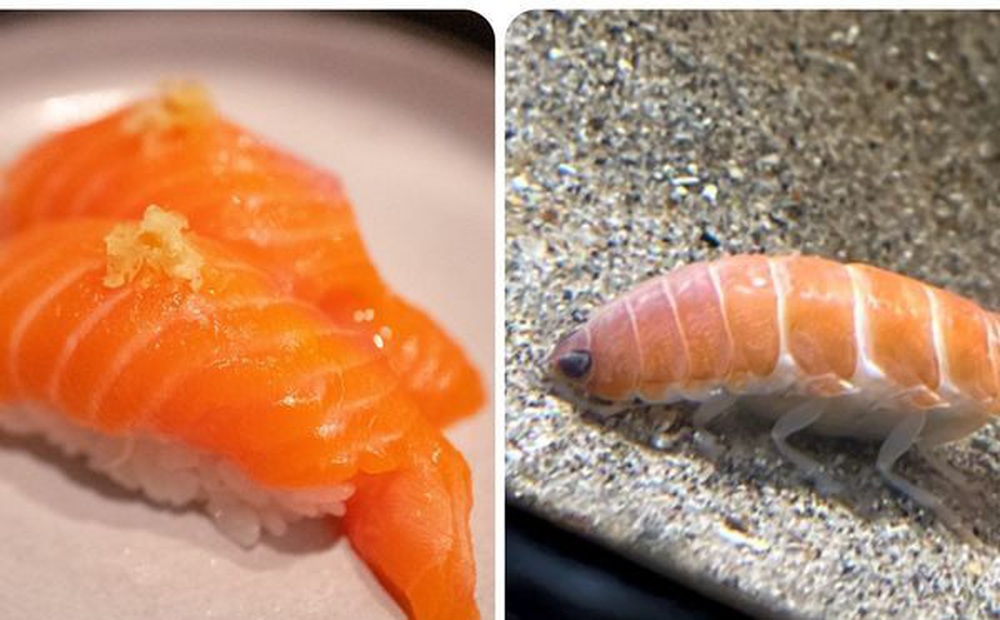 'Miếng sushi cá hồi' này thực ra là một sinh vật mới phát hiện ở Nhật Bản