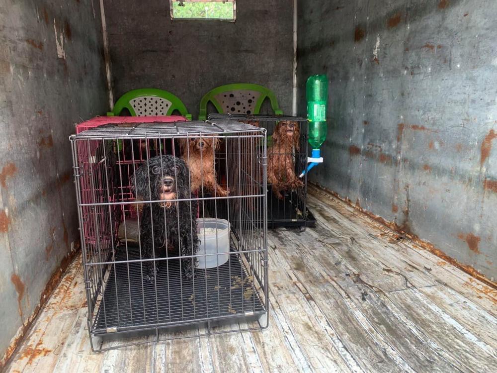 Cán bộ phường nuôi giúp đàn chó của gia đình F0 đi cách ly: Chăm sóc vài chú chó đâu là vấn đề - Ảnh 1.