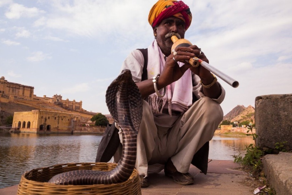 Đằng sau những cái chết do rắn độc cắn ở Ấn Độ: Âm mưu thâm độc và một loại vũ khí mới - Ảnh 3.