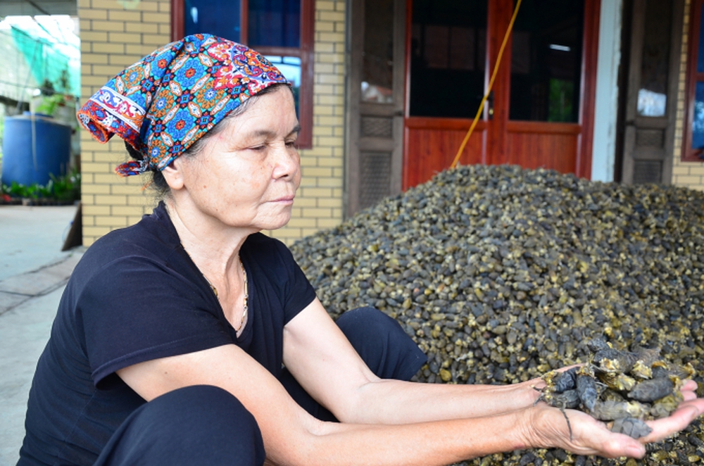 Nam Định: Trồng loại cây mỗi năm ăn vài nắm muối, trả vài phân vàng - Ảnh 6.