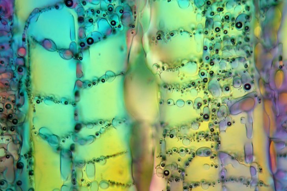 Hình ảnh siêu thực về những thứ quen thuộc trong cuộc sống qua kính hiển vi - Ảnh 6.
