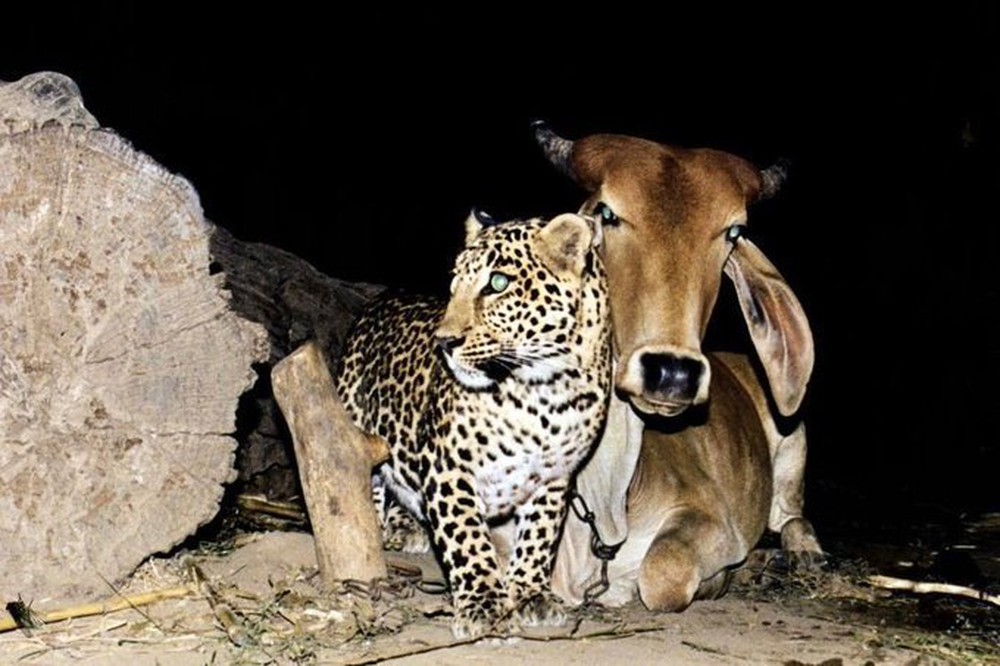 Mối quan hệ kỳ lạ giữa một con báo rừng và bò vàng - Ảnh 1.