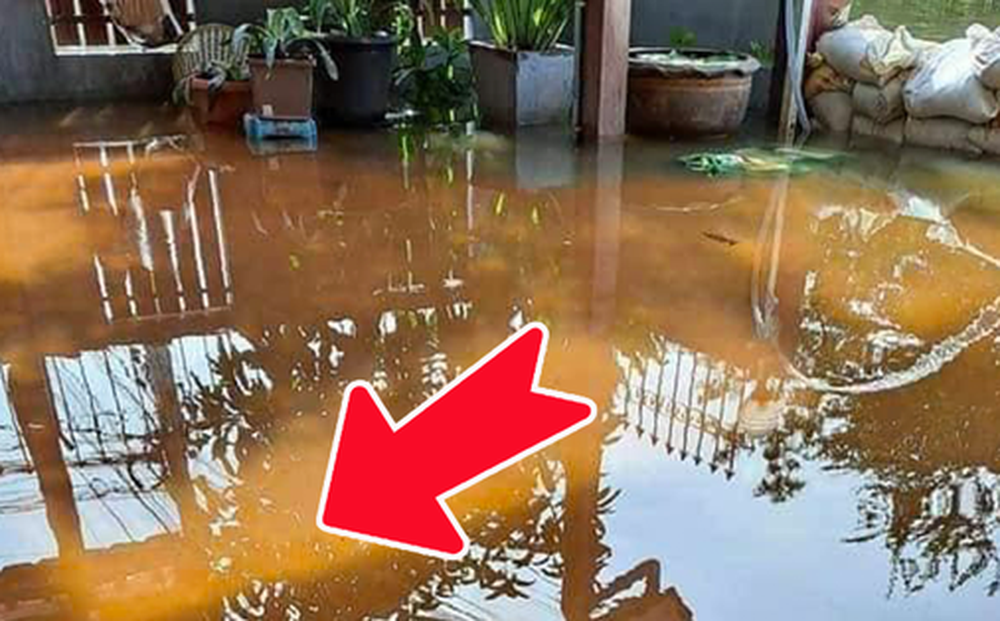 Mùa lũ nước ngập vào tận sân nhà, thanh niên lại vui như bắt được vàng, nhìn vào làn nước thì mới hiểu lý do