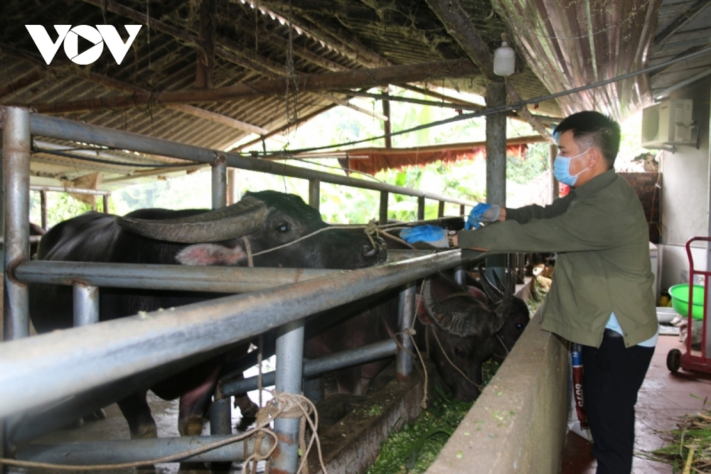 Chàng trai dân tộc Tày, nuôi trâu thành tỷ phú - Ảnh 1.