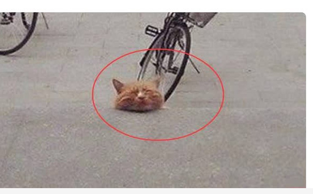 Bức ảnh đầu mèo nằm trơ trọi giữa đường khiến dân mạng dậy sóng: Cẩn thận bị lừa!