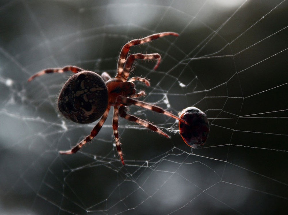Những sự thật khó tin về loài nhện - Ảnh 2.