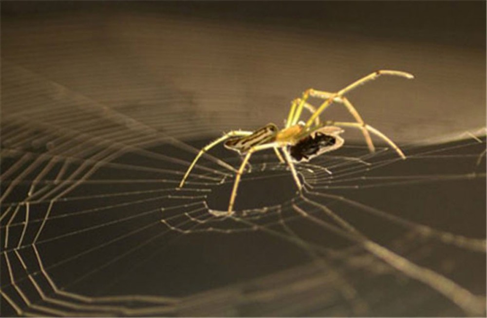 Những sự thật khó tin về loài nhện - Ảnh 7.