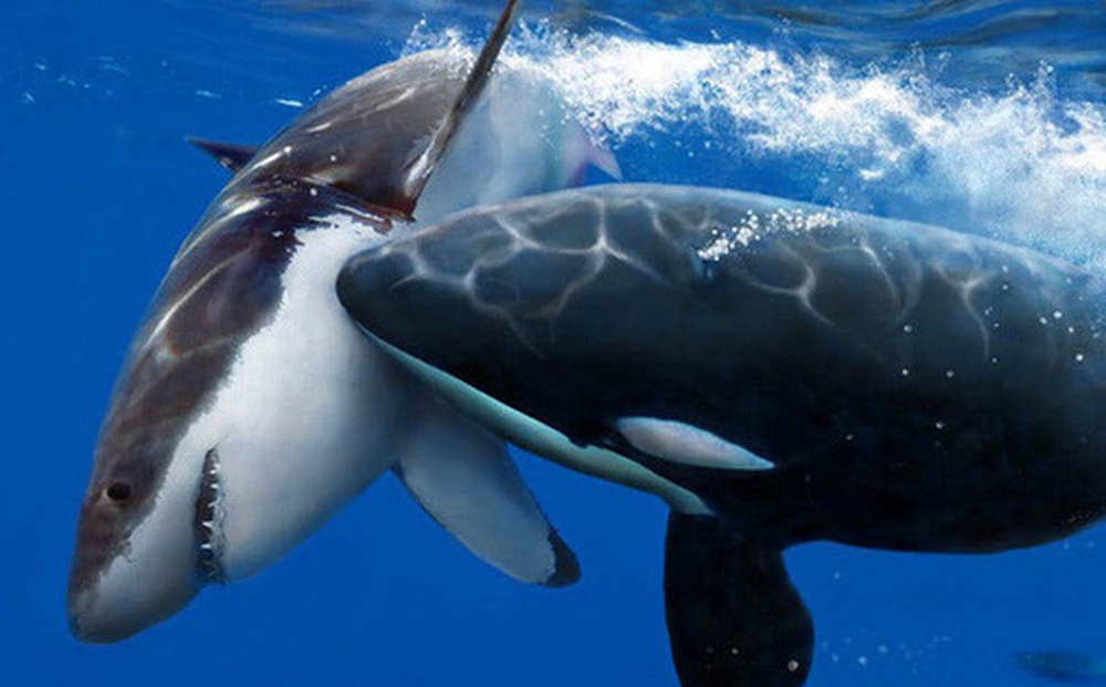 Đến cá mập trắng còn phải sợ cá voi sát thủ, vậy cá voi sát thủ có biết sợ loài nào khác không?