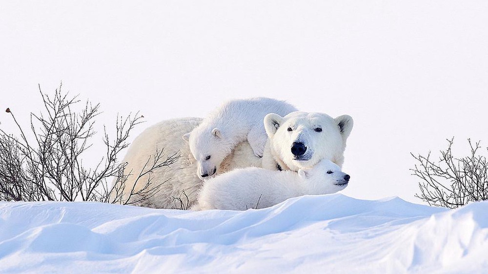 Khoảnh khắc hiếm hoi của gấu Bắc Cực sinh ba trong tự nhiên - Ảnh 1.