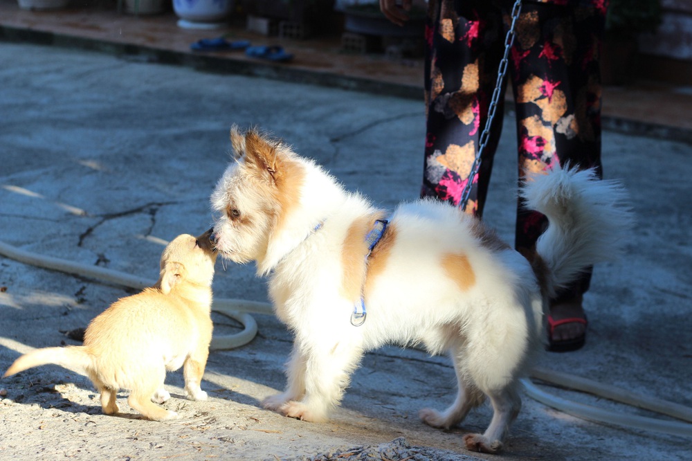 Bà cô Sài Gòn nuôi 100 con chó trong nhà, hàng xóm phát điên, CDM tranh cãi - Ảnh 3.