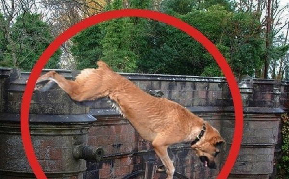 Bí ẩn "cây cầu Thần chết" khiến 600 chú chó nhảy xuống tự tử