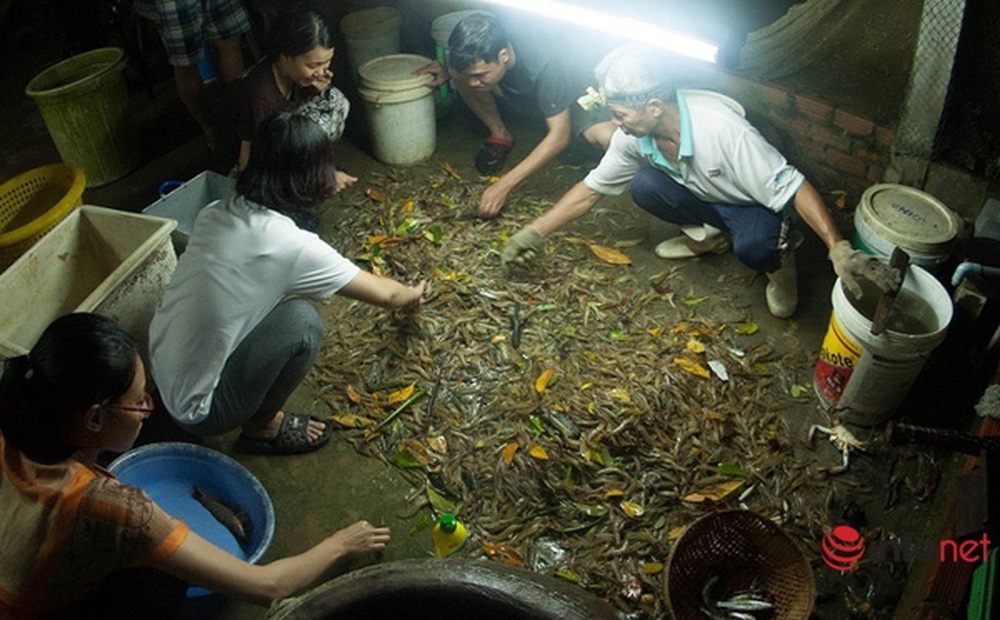 Kiến trúc sư trẻ bỏ Sài thành về quê nuôi tôm rừng, tạo việc làm cho hàng chục người