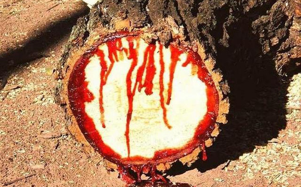 Tào Tháo lấy đao chặt cây bỗng chất lỏng đỏ như máu bắn vào mặt: Ít lâu sau đại họa ập đến
