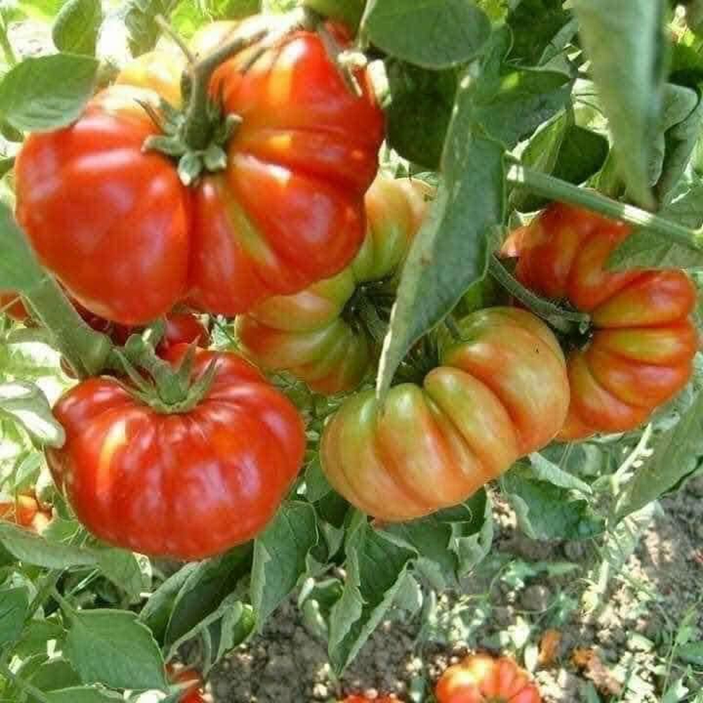 Cà chua thế hệ 7x - 8x, nhìn đã xấu lại còn đắt gấp 3 cà chua thường nhưng vẫn hút khách mùa dịch - Ảnh 4.