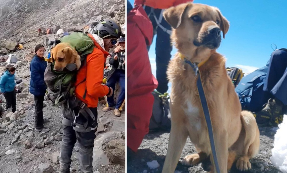 Leo lại đỉnh núi 5.636 mét cao nhất Mexico để giải cứu chú chó mắc kẹt trong tuyết - Ảnh 1.
