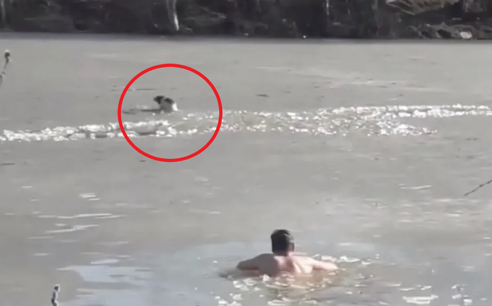 Nhảy xuống sông cứu chú chó, được nửa đường thấy 1 thứ người đàn ông lập tức bơi vào bờ