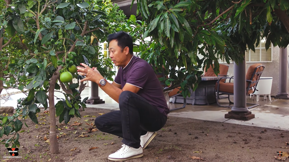 Danh hài Vân Sơn khoe vườn cây hàng trăm mét vuông, trĩu quả trong biệt thự tại Mỹ - Ảnh 4. Danh hài Vân Sơn khoe vườn cây hàng trăm mét vuông, trĩu quả trong biệt thự tại Mỹ - Ảnh 4.
