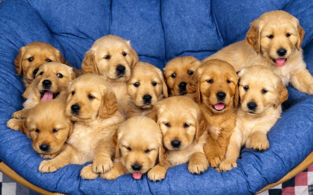Chó Golden Retriever - Bạn biết gì về giống chó thông minh thứ 4 thế giới này? - Ảnh 2.