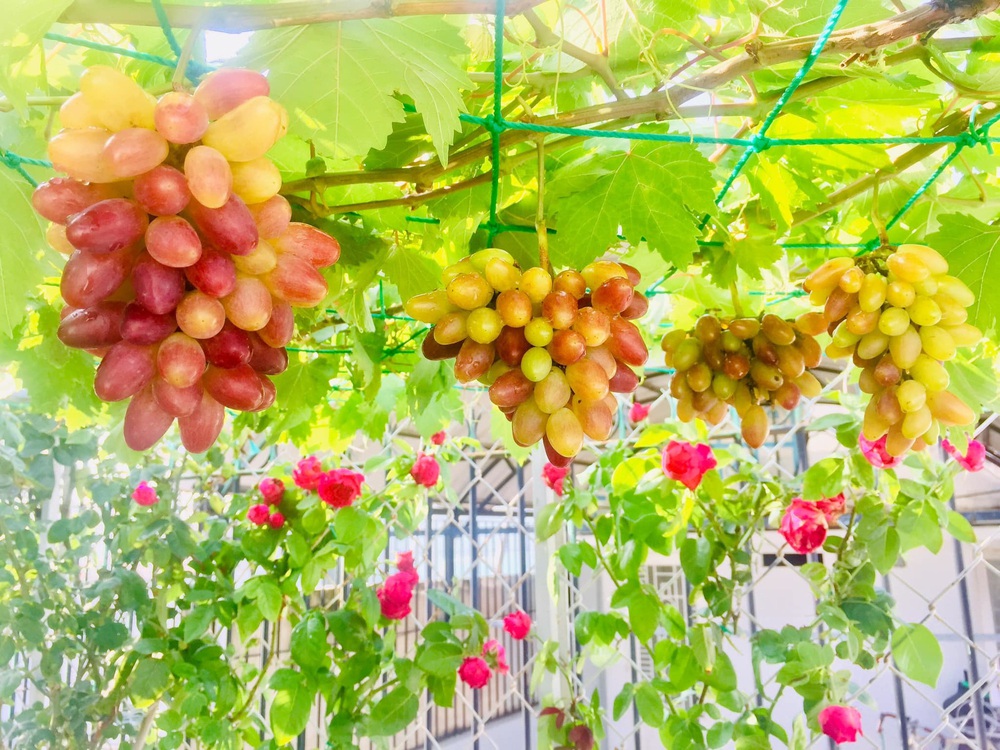 Chỉ với 5 triệu đồng, mẹ đảm Sài Gòn phủ kín sân thượng 50m2 các loại hoa thơm, trái ngọt - Ảnh 12.
