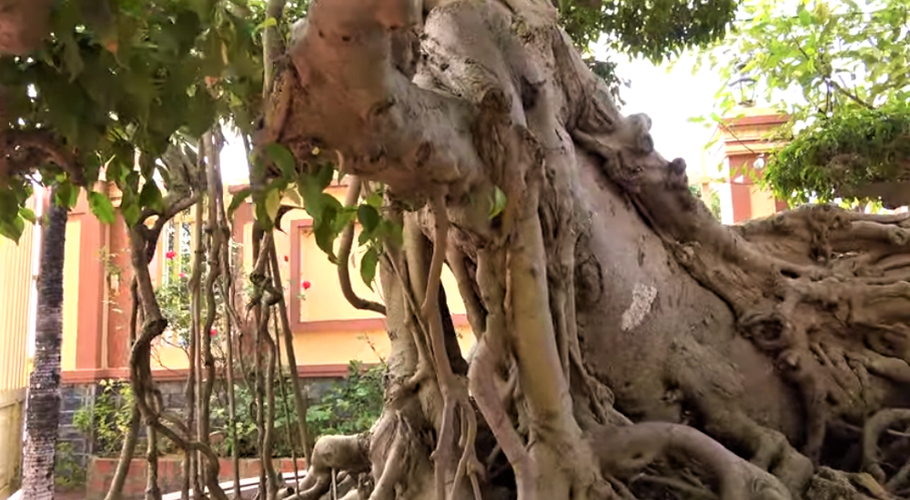 Sau giấc mơ lạ, người đàn ông tìm được cây sanh cổ 10 tỷ, dáng Long độc nhất nhì Việt Nam - Ảnh 5.