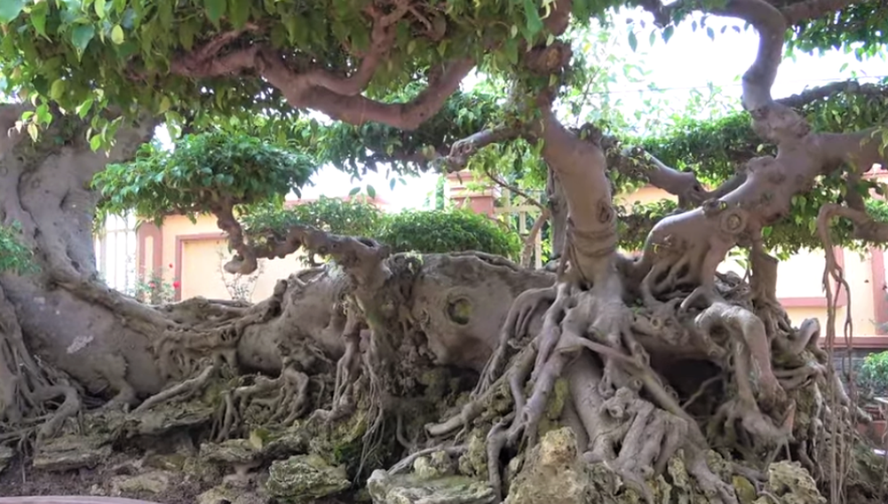 Sau giấc mơ lạ, người đàn ông tìm được cây sanh cổ 10 tỷ, dáng Long độc nhất nhì Việt Nam - Ảnh 3.