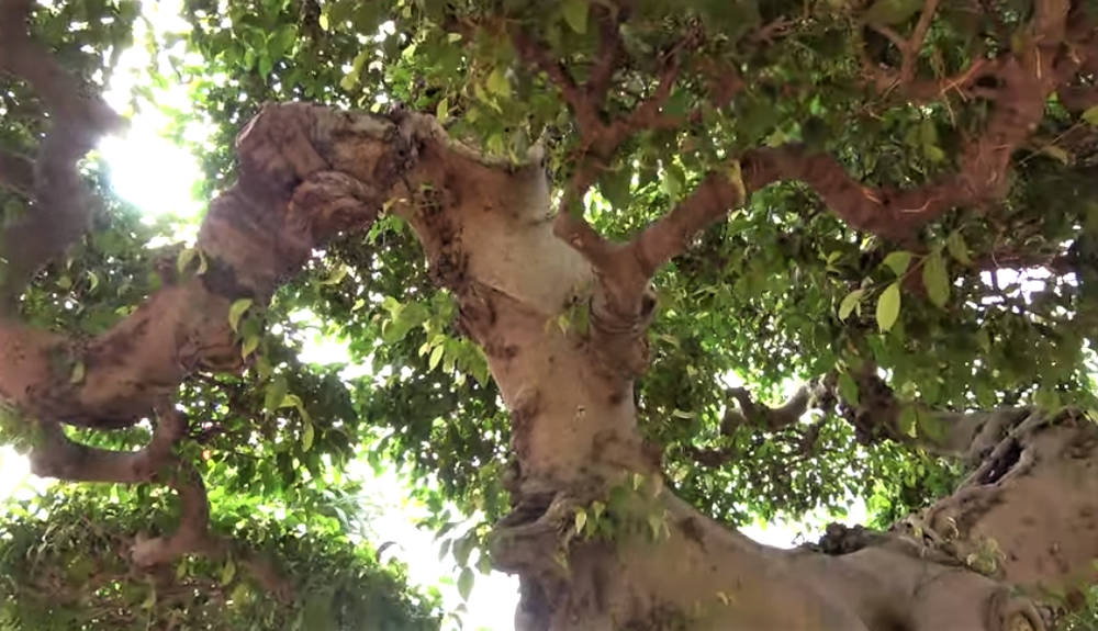 Sau giấc mơ lạ, người đàn ông tìm được cây sanh cổ 10 tỷ, dáng Long độc nhất nhì Việt Nam - Ảnh 4.