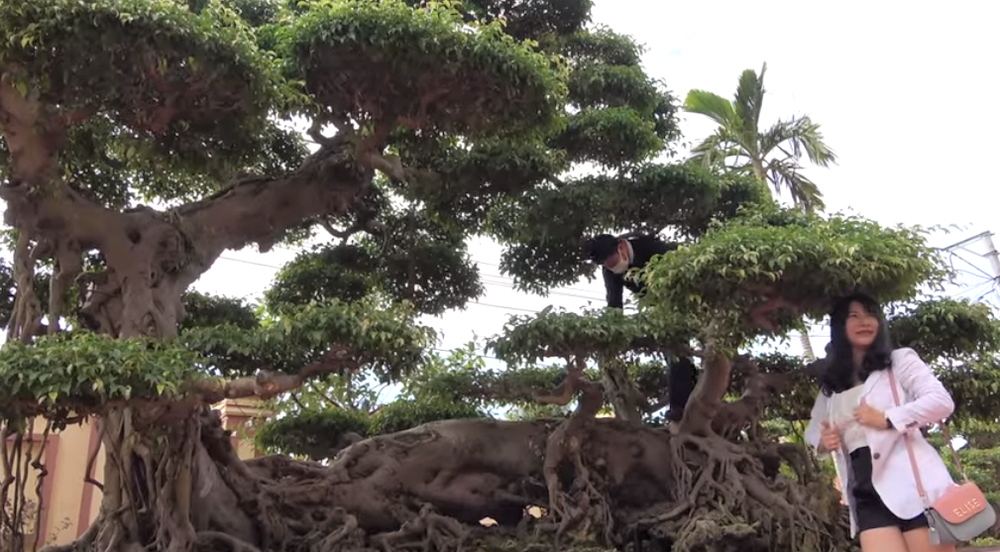 Sau giấc mơ lạ, người đàn ông tìm được cây sanh cổ 10 tỷ, dáng Long độc nhất nhì Việt Nam - Ảnh 2.