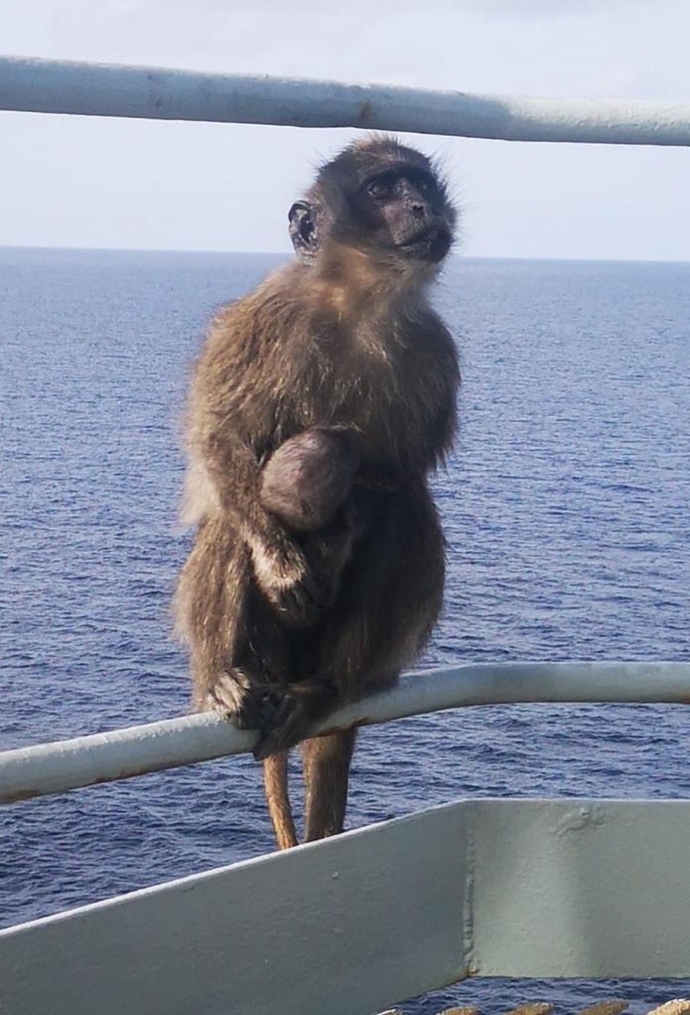Phát hiện 2 con khỉ trên tàu, thủy thủ định giăng lưới rồi câm nín với phản ứng của khỉ mẹ - Ảnh 3.