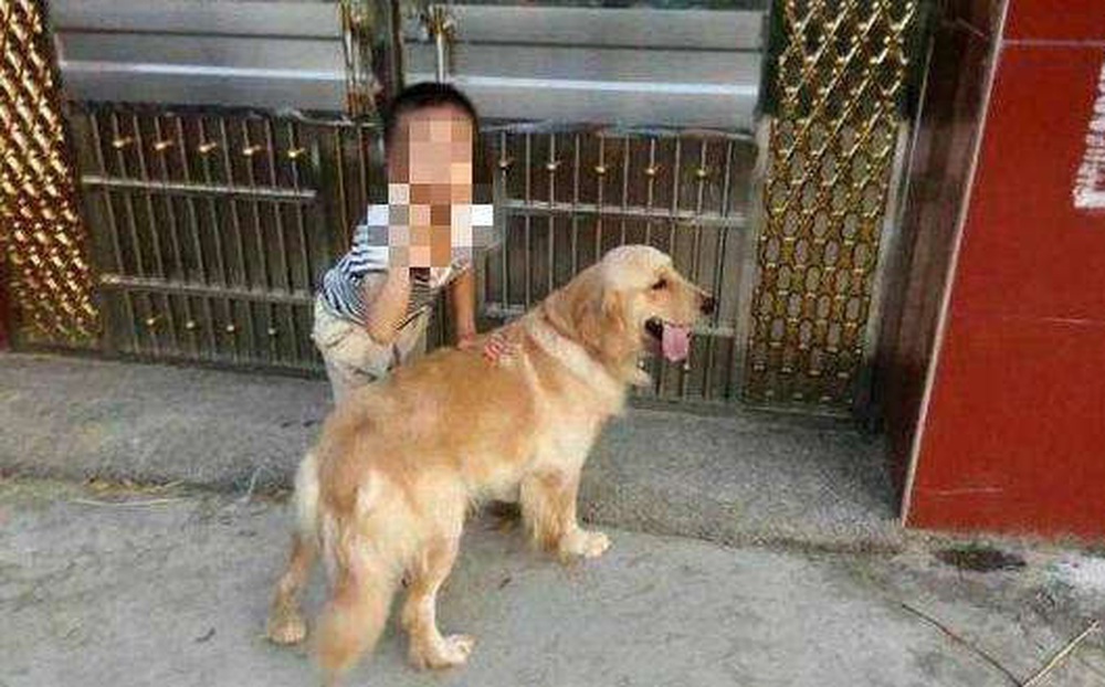 Để con trai 4 tuổi ở nhà một mình với chó Golden, cảnh tượng sau đó khiến ông bố giật mình