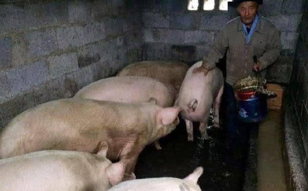 Lão nông liên tục bị mất lợn nhưng không thể tìm ra thủ phạm, kết luận của cảnh sát khiến ông lập tức chuyển nhà