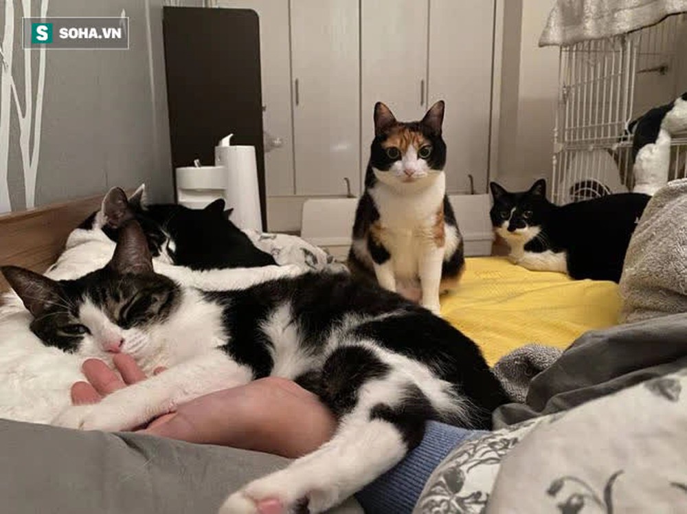 Ngủ quên không cho 5 con mèo ăn, cảnh tượng đập vào mắt lúc ngủ dậy khiến chủ nhân chỉ muốn nhắm mắt... ngủ tiếp - Ảnh 2.