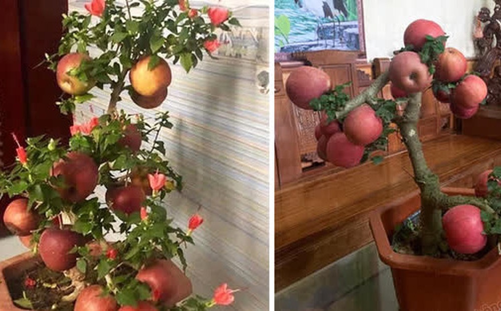 Gia đình bỏ hơn 1 triệu mua cây táo chơi Tết, 3 ngày sau cây nở ra… hoa dâm bụt khiến khách vừa “khen đểu” vừa cười tắc thở