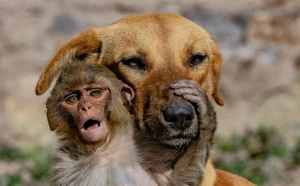 Đang đi đường tình cờ bắt gặp bộ đôi khỉ và chó quấn quýt, nhiếp ảnh gia tìm hiểu càng ngỡ ngàng hơn với mối quan hệ "mẹ con" lạ đời của chúng