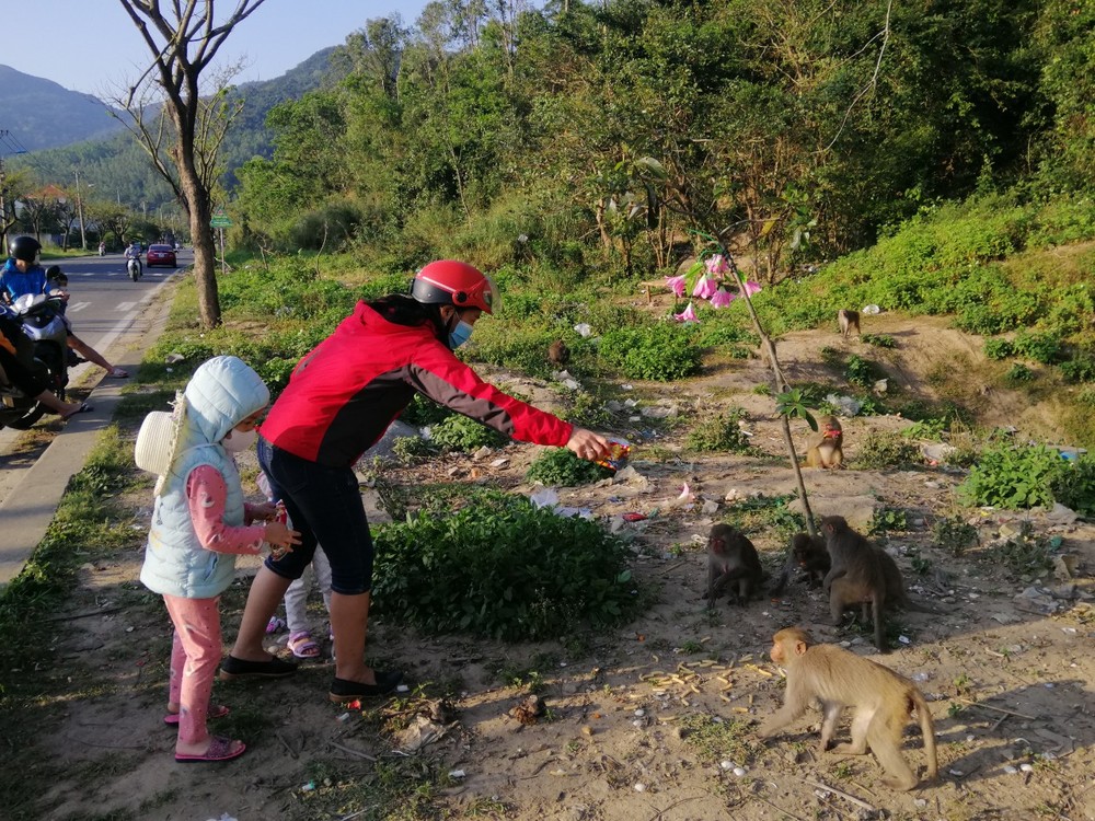Hàng loạt tai nạn thương tâm, người dân Đà Nẵng vẫn vặc lại BQL Bán đảo Sơn Trà khi bị nhắc nhở chiều hư đàn khỉ - Ảnh 2.