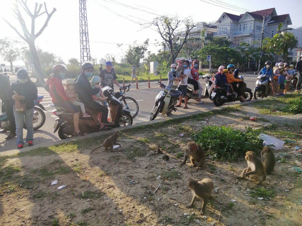 Hàng loạt tai nạn thương tâm, người dân Đà Nẵng vẫn vặc lại BQL Bán đảo Sơn Trà khi bị nhắc nhở chiều hư đàn khỉ - Ảnh 1.