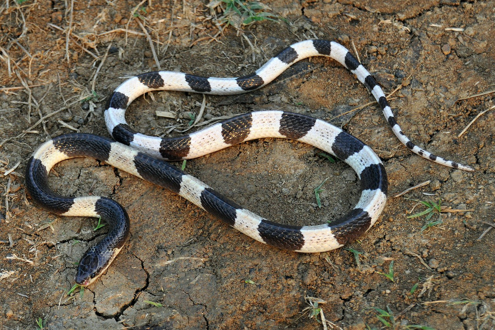 Loài rắn độc nhất Việt Nam: Cạp nong, cạp nia hay hổ mang chúa cũng không có cửa - Ảnh 2.