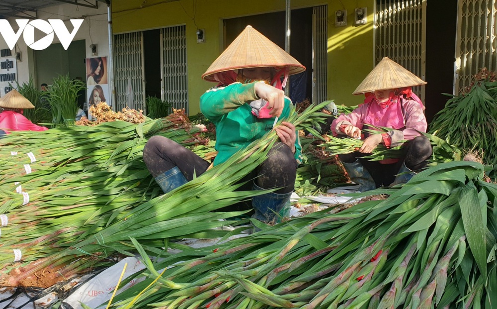 Giá rẻ không ai mua, người trồng hoa lay ơn Lâm Đồng lao đao