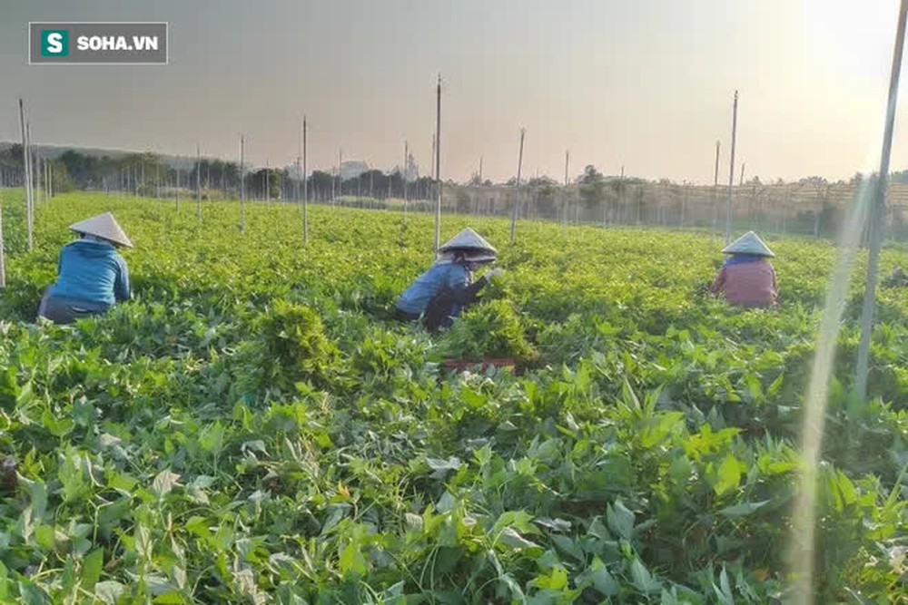 Vua Mít trong tâm dịch: 200 công nhân ở lại nông trại xuyên Tết, giám đốc xuống vườn trồng trọt - Ảnh 2.