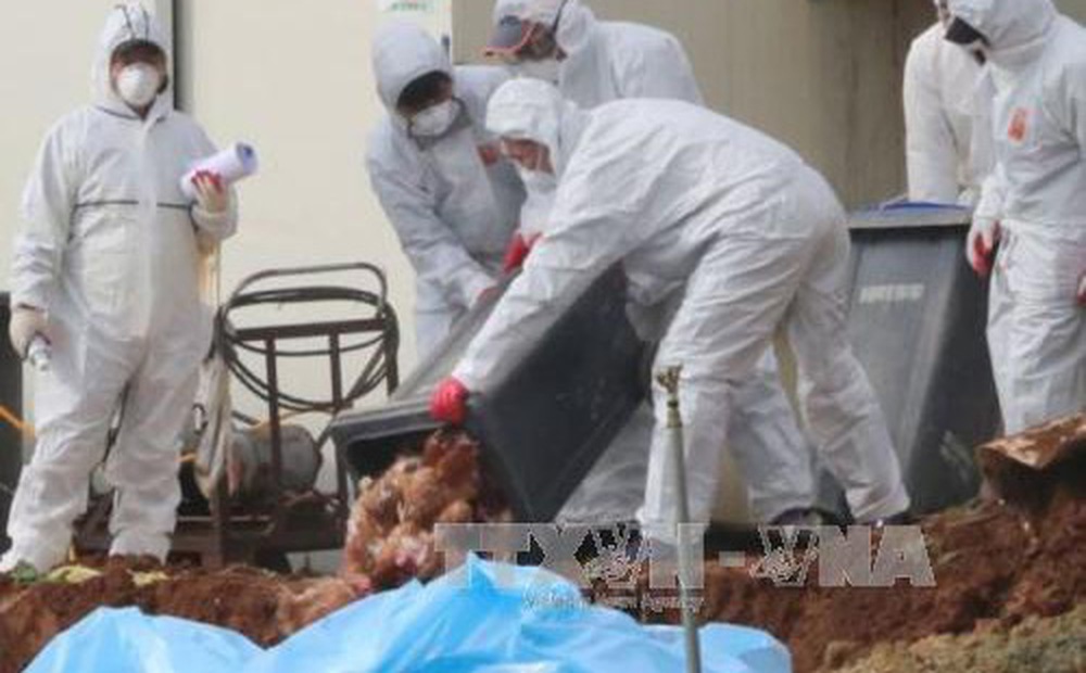 Trung Quốc phát hiện ổ dịch cúm gia cấm H5N8 mới