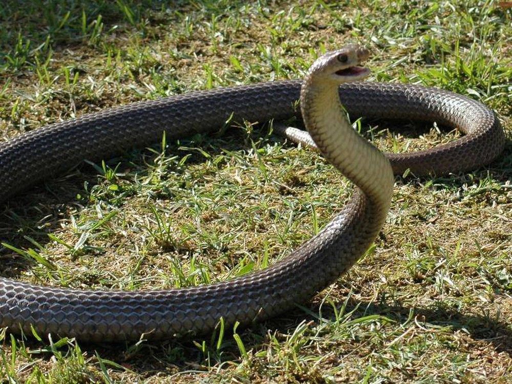 Bé gái 9 tuổi thoát chết thần kỳ khi bị rắn vua cực độc cắn trộm - Ảnh 1.