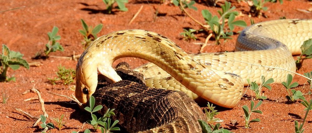 Cỗ quan tài sống bị hổ mang phát hiện và cái kết bi thảm cho loài rắn độc nguy hiểm - Ảnh 7.