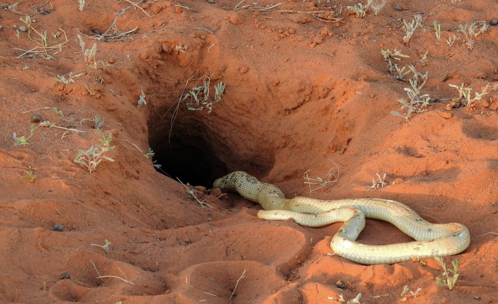 Cỗ quan tài sống bị hổ mang phát hiện và cái kết bi thảm cho loài rắn độc nguy hiểm - Ảnh 9.